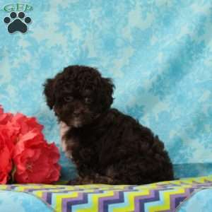 Fox, Toy Poodle Puppy